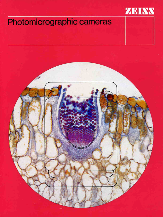 A close-up of a cell
Description automatically generated